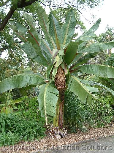 Abyssinian banana 